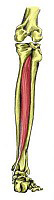 Tibialis Posterior Tendonitis e-podi.com Tibialis-Posterior-Tendonitis-e-podi.com-pic01